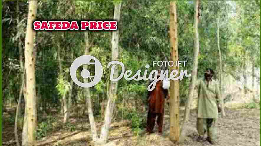 safeda_tree_price_in_pakistan